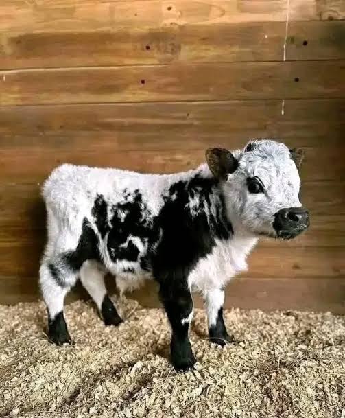 How Much Land Do You Need for a Mini Cow?