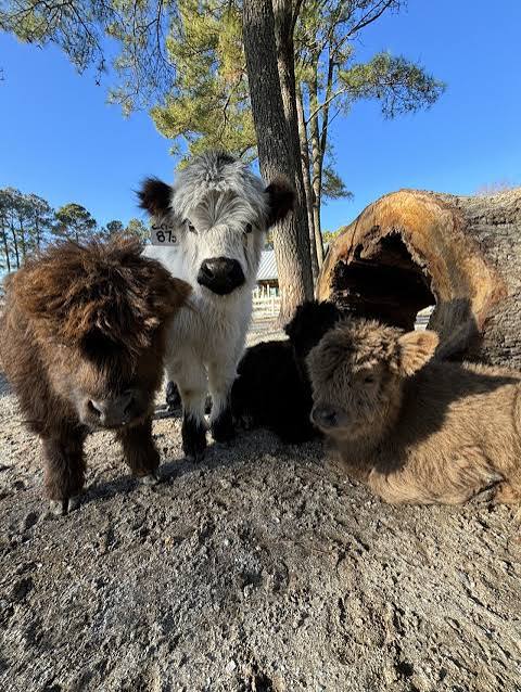 Miniature Cow Price Guide: How Much Are Mini Cows?