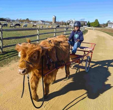 Are Mini Cows Good Pets? The Ultimate Paddock Companion