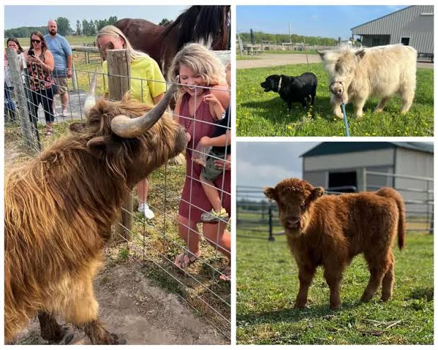 Can You Milk Mini Highland Cows? A Guide to Family Milkers