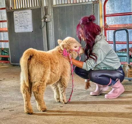 How Long Does a Miniature Highland Cow Live?